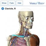 Android.   Visible Body 3D Anatomy Atlas